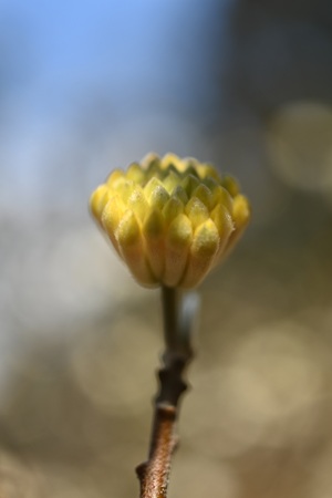 ~c}^