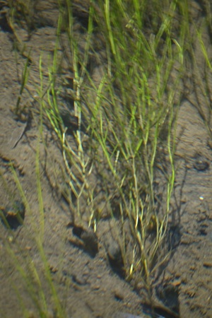 リュウノヒゲモ