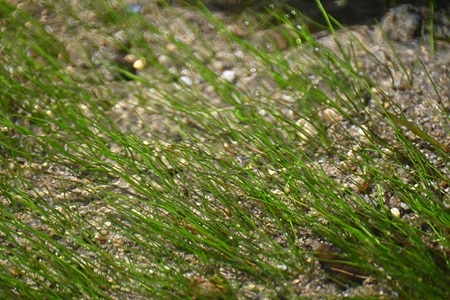 リュウノヒゲモ