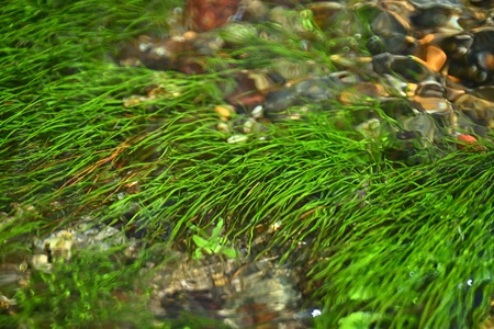 リュウノヒゲモ