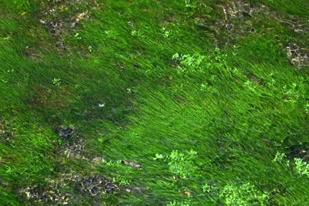 リュウノヒゲモ