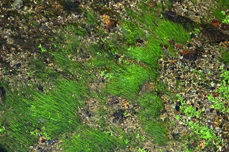 リュウノヒゲモ