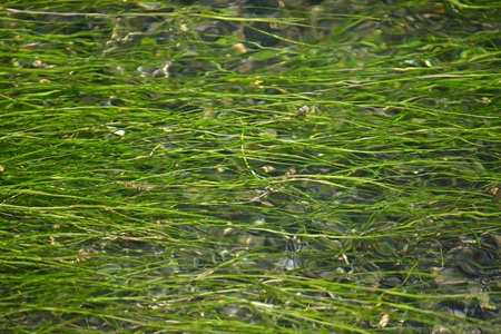 リュウノヒゲモ