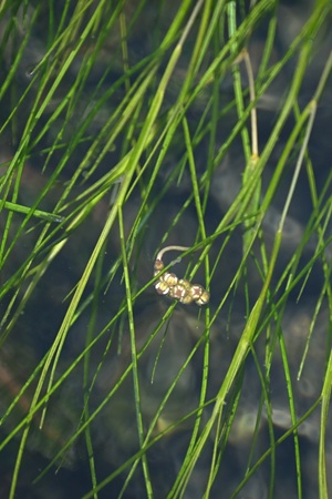 リュウノヒゲモ