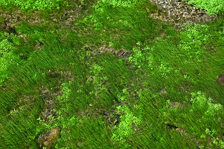 リュウノヒゲモ