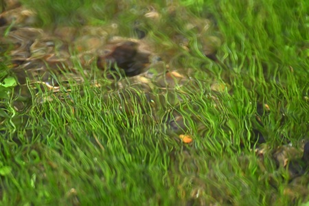 リュウノヒゲモ