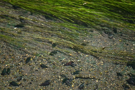 リュウノヒゲモと魚