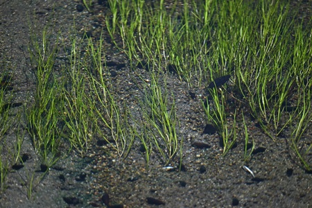 リュウノヒゲモ