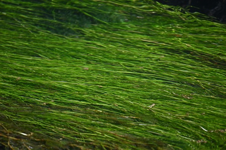 リュウノヒゲモ