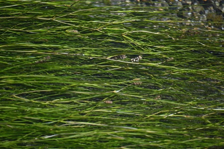 リュウノヒゲモ