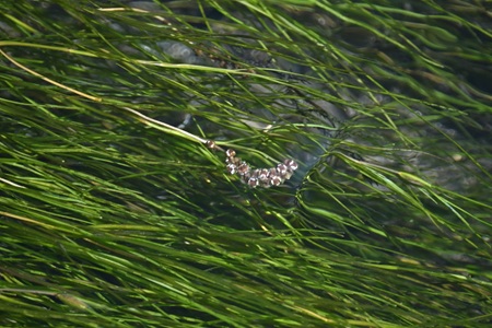 リュウノヒゲモの花
