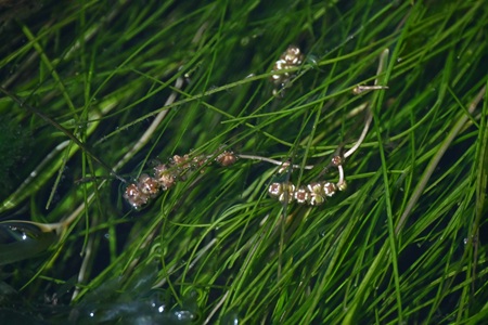 リュウノヒゲモの花
