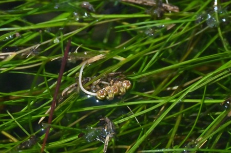 リュウノヒゲモの花