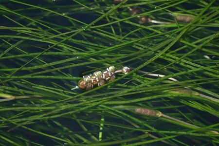 リュウノヒゲモの花