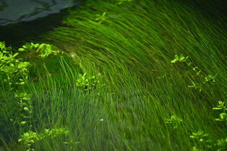 リュウノヒゲモ