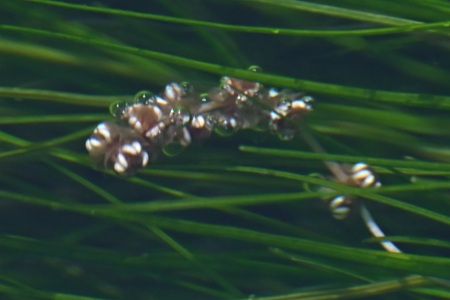 リュウノヒゲモの花