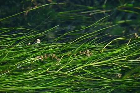 リュウノヒゲモの花