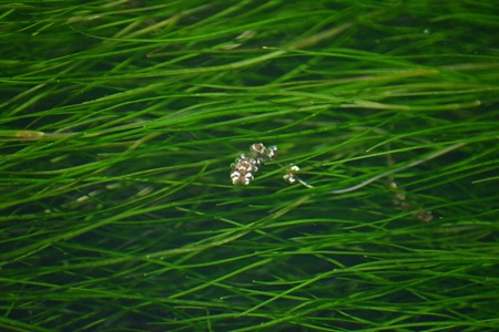 リュウノヒゲモの花
