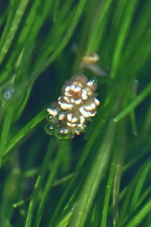 リュウノヒゲモの花