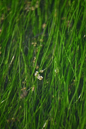 リュウノヒゲモの花