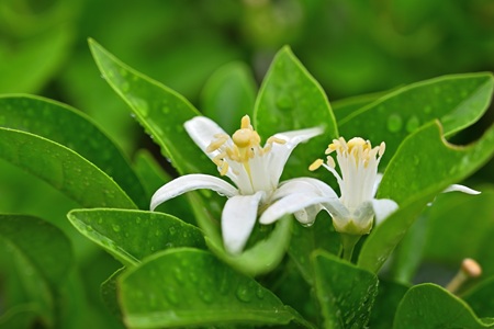 ミカンの花