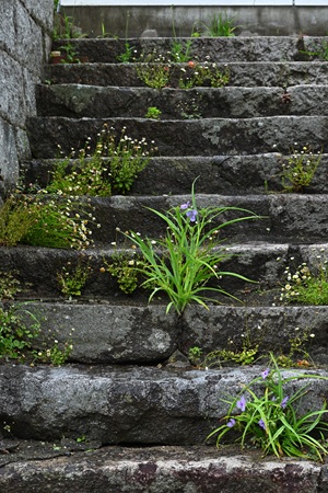 ムラサキツユクサ