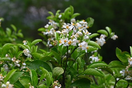 ミカンの花
