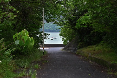 緑のトンネルの先に