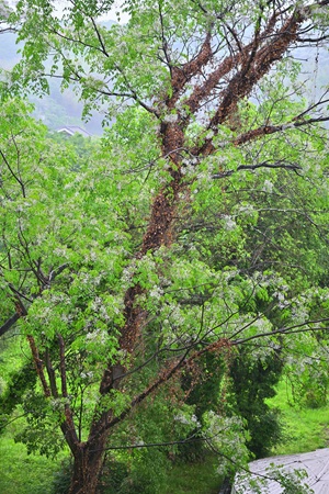 アートベース百島にあったセンダンの花