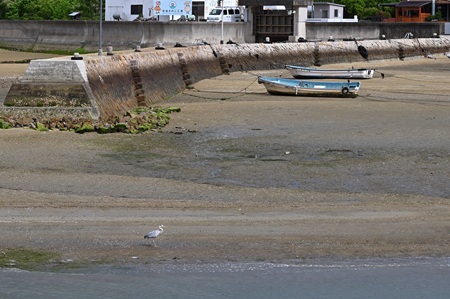 福田港のアオサギとボート