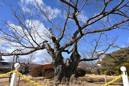 大きな桜