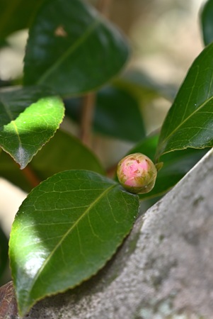椿