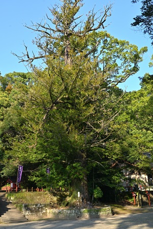 蒲生八幡神社のカヤ