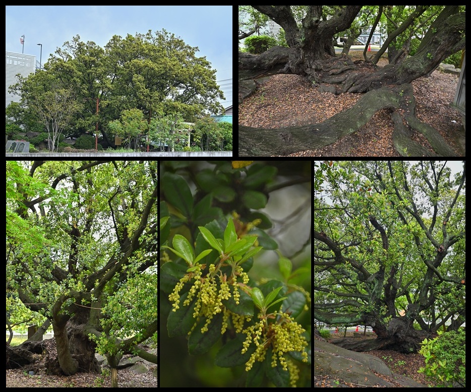 山波艮神社のウバメガシ