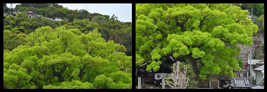 艮神社のクスノキ群