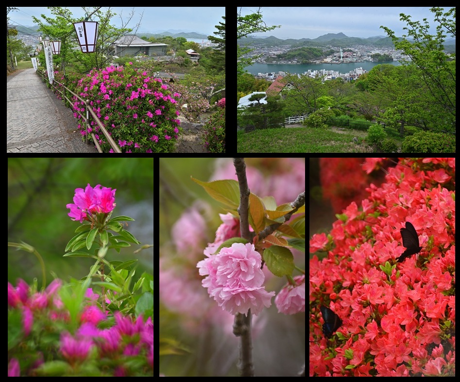 尾道市立美術館へ ツツジ、八重桜