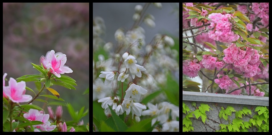 ツツジ、ウツギ、八重桜
