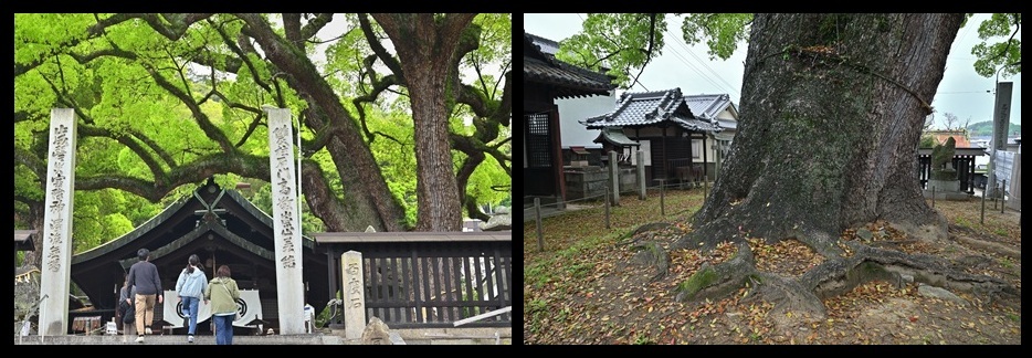 艮神社のクスノキ群