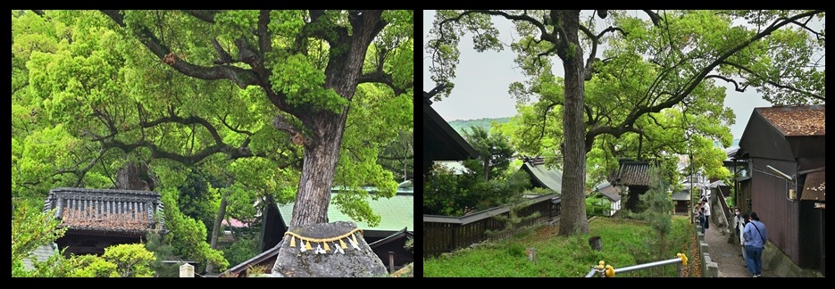 艮神社のクスノキ群