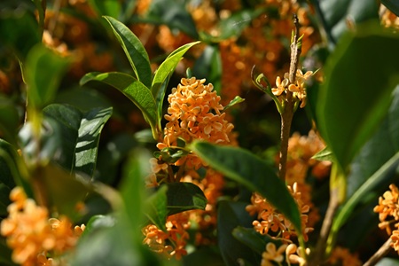 �L�����N�Z�C