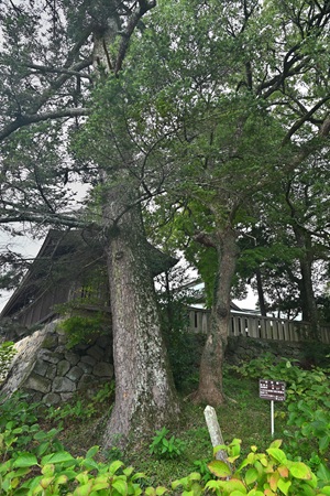 ���R�s�ۑ����@���~