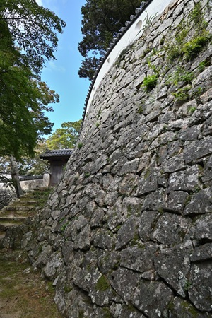 �Ȑ��̂���Ί_