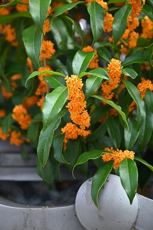 �L�����N�Z�C