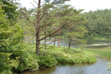 赤松と池