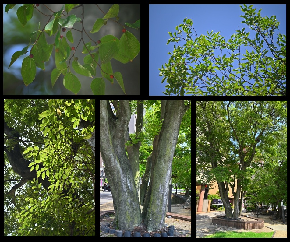 �����r�̃G�m�L