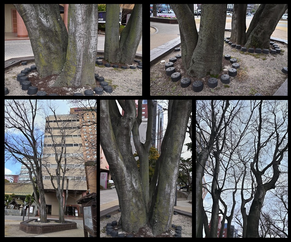 �����r�̃G�m�L