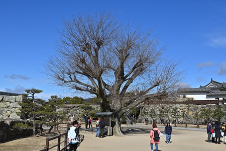 姫路城備前丸のエノキ
