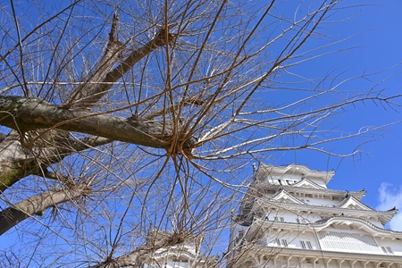 姫路城備前丸のエノキ