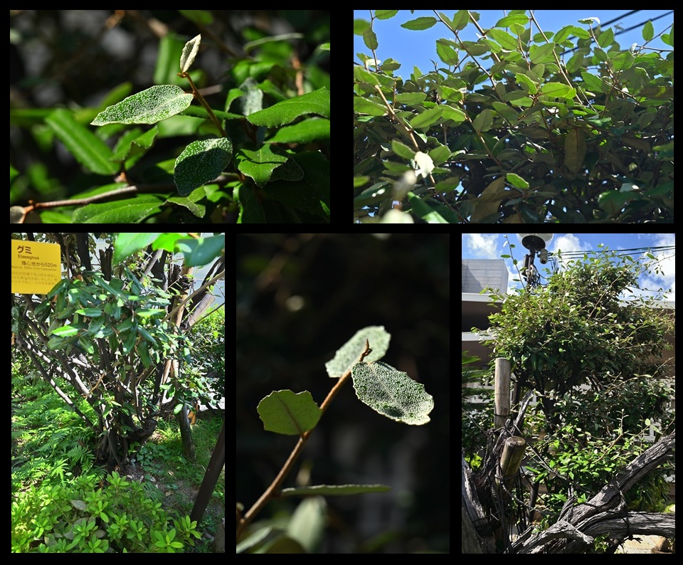 ���Z���̃i���V���O�~