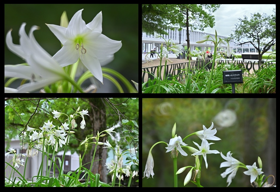 インドハマユウ